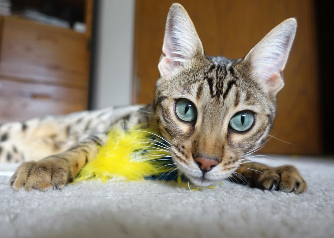 F1的引擎与利物浦的号角，当维斯塔潘的尾焰点亮加克波之刃