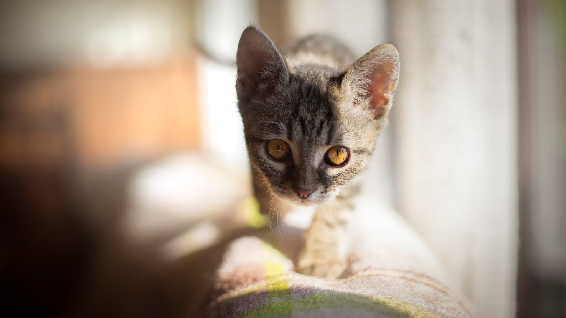 开云下载-当曼城蓝遇见阿根廷白，富安健洋如何成为全场的节奏齿轮