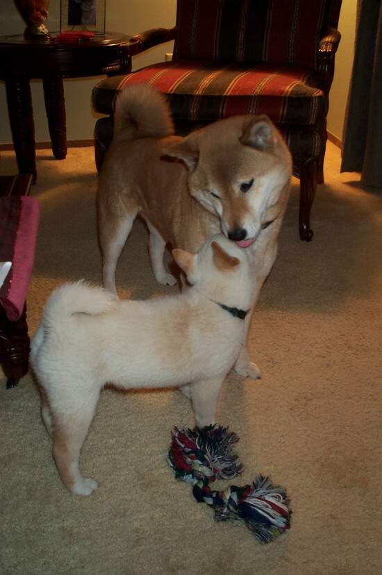 开云平台-球场无边界,NBA季后赛中的乌克兰铁血与墨西哥烈焰