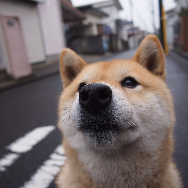 悬念终结者，秘鲁战术精准收网，坎特德甲争冠夜主宰全场