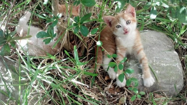 决胜时刻的微光,特奥与那场改写历史的NBA总决赛之夜