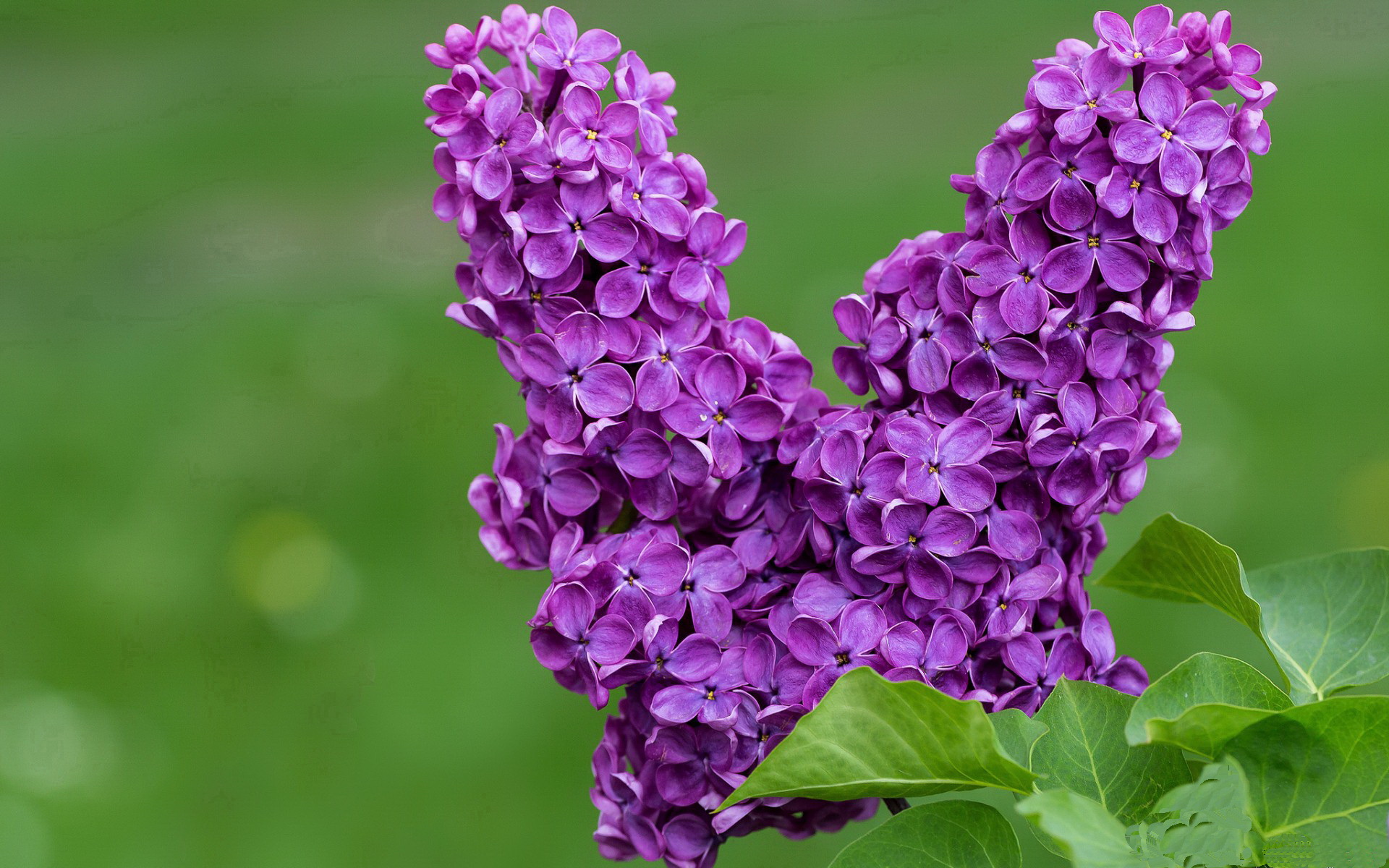 阿劳霍绝杀!友谊赛中的传奇时刻—瑞典对阵那不勒斯记