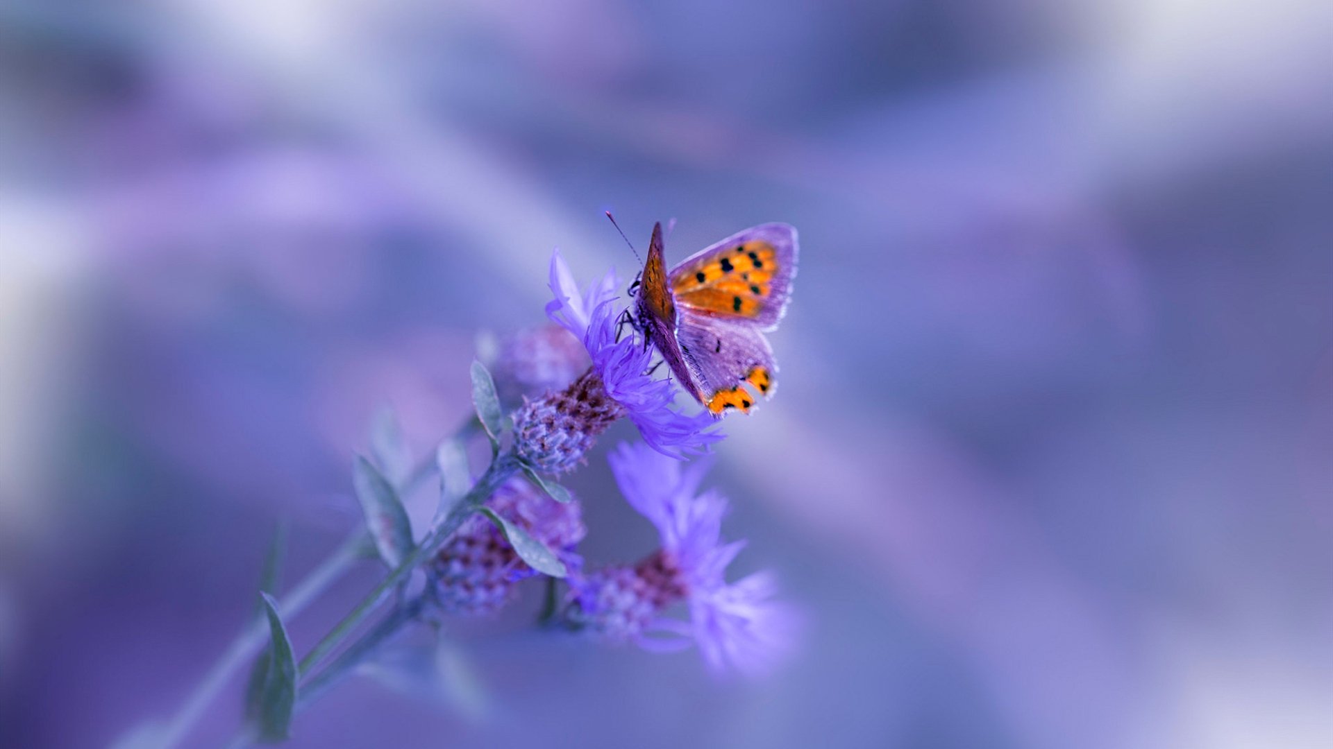 开云体育中国-双重奏,若日尼奥的意大利音符在澳大利亚生死战中奏响凯歌