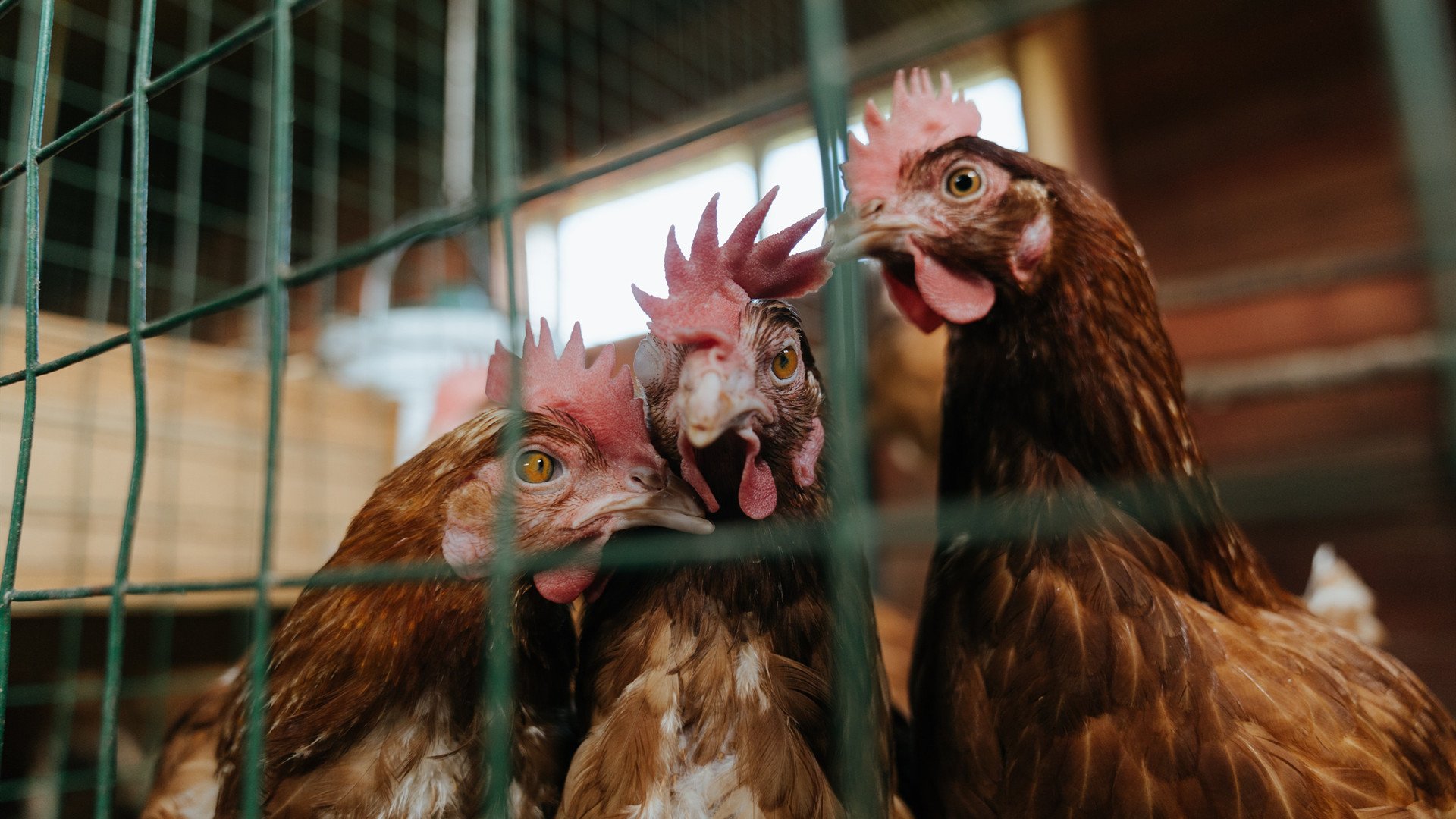 防线爆点与数据革命，当阿劳霍的头槌遇见沙特的压制算法
