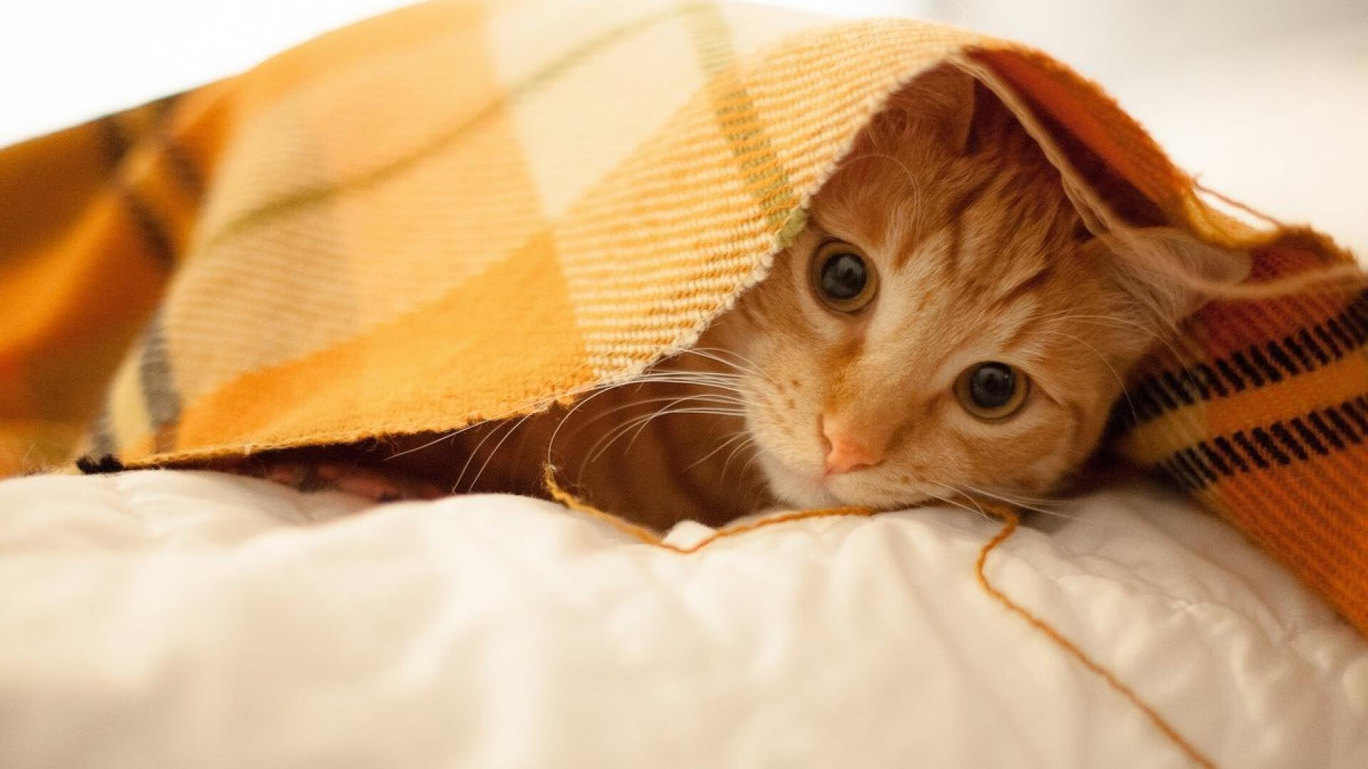 唯一法则，顶弧后撤步，是此刻宇宙唯一的数学