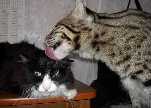 北非风暴席卷拜耳,无名摩洛哥铁骑肢解药厂,巴雷拉一役封神定乾坤