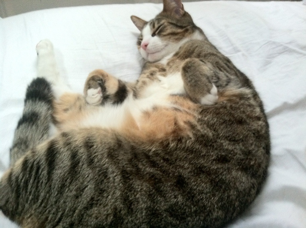 围场中的卡塞米罗,F1年度争冠之夜,一次教科书式的防守大师课