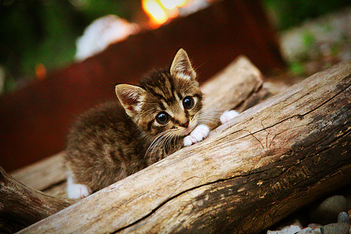 后防铁闸变攻城锤！范戴克灵魂附体，毕尔巴鄂啃下黄色潜水艇