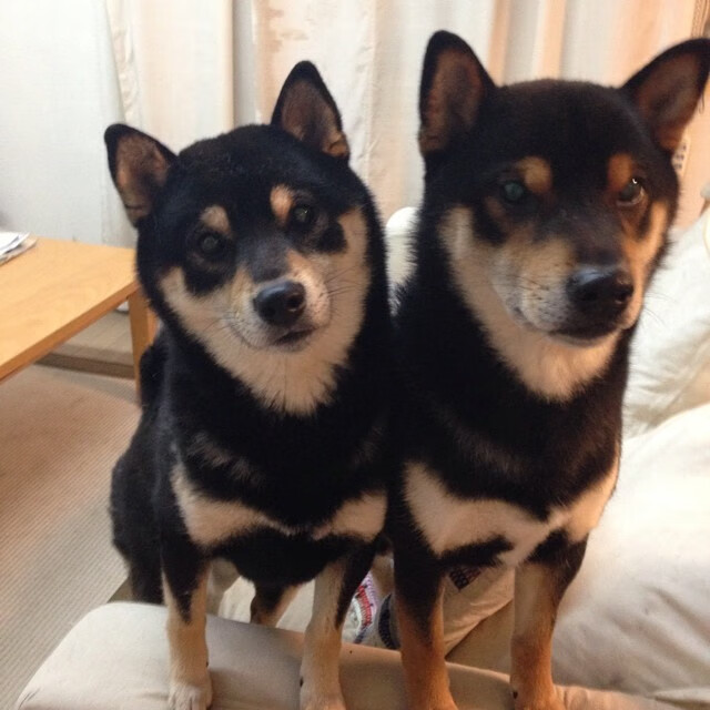 跨界巅峰对决，掘金加时力克深圳队，东决焦点战惊现亚洲劲旅