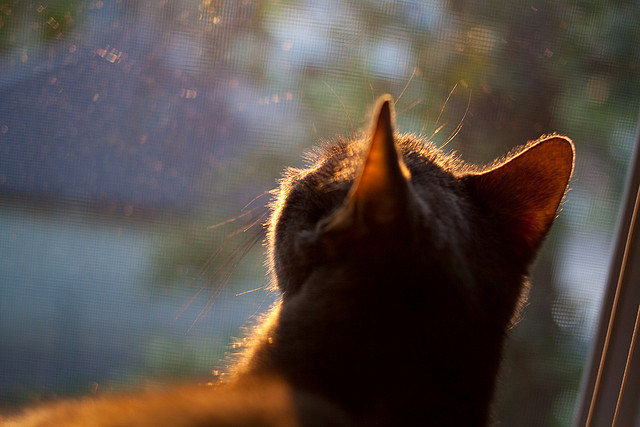开云体育登录-权杖交接之夜,世界排名争夺战的镁光灯下,布伦森以惊世纪录重写历史