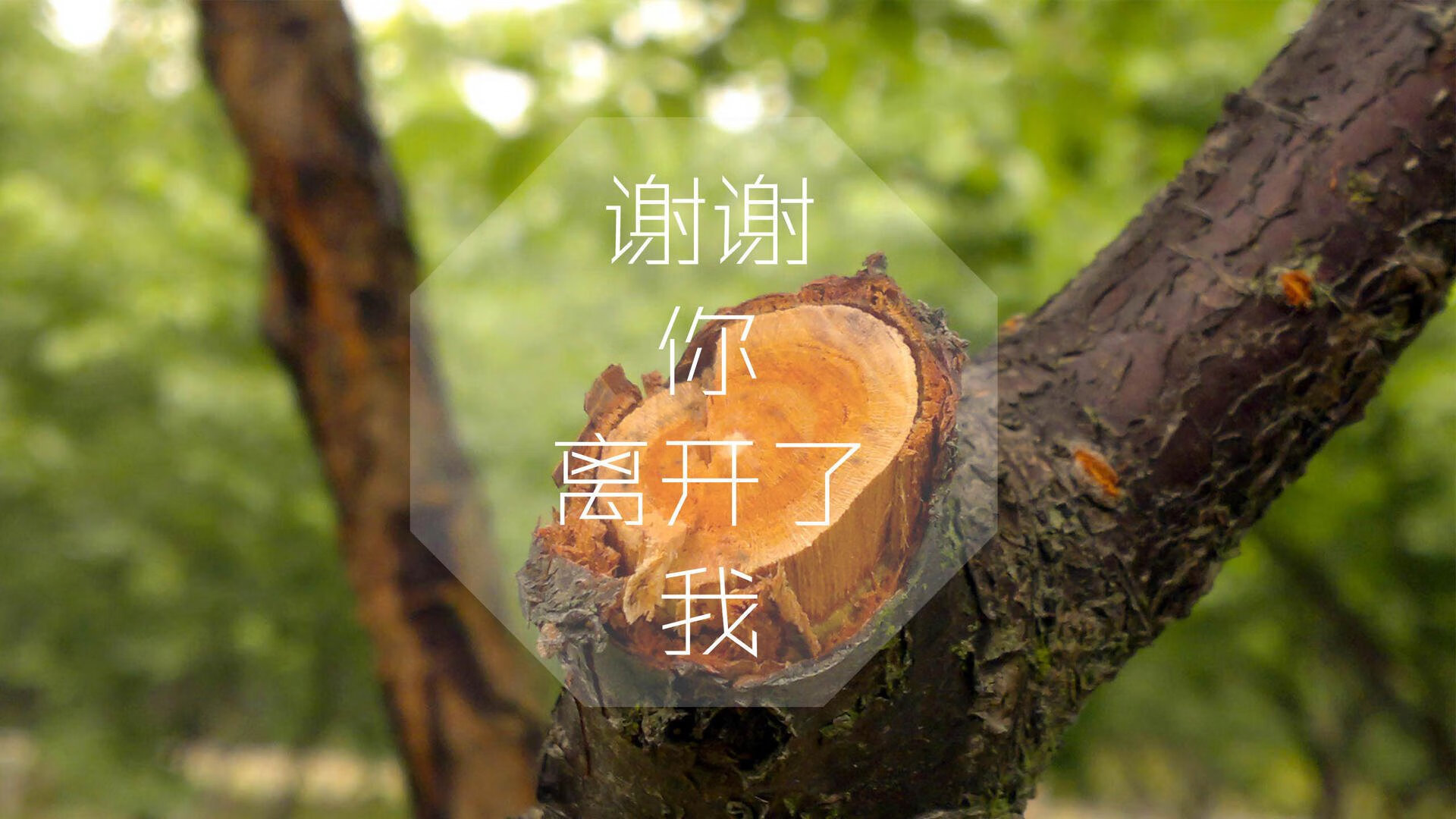 开云官网-绿茵孤勇，2026世界杯C组，沙特如何以京多安式犀利刺穿罗马尼亚防线