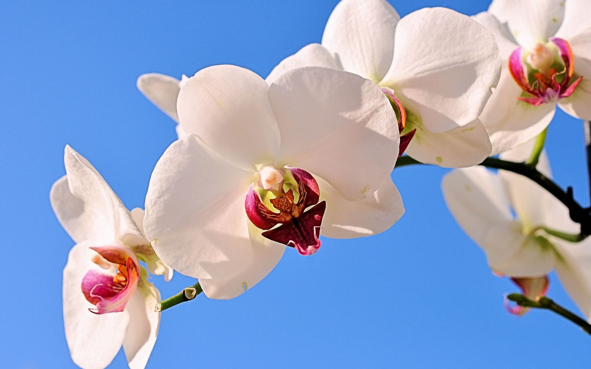 开云体育中国-北欧童话的黄昏,2026世界杯B组,日本以柔克刚力克丹麦,罗德里戈独舞惊艳世界